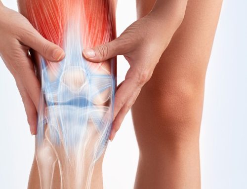 ¿Cuáles son los principales musculos de la pierna?