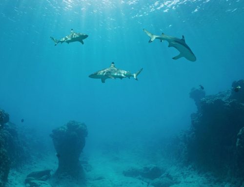 Talasofobia: Comprendiendo el Miedo al Mar y Cómo Superarlo