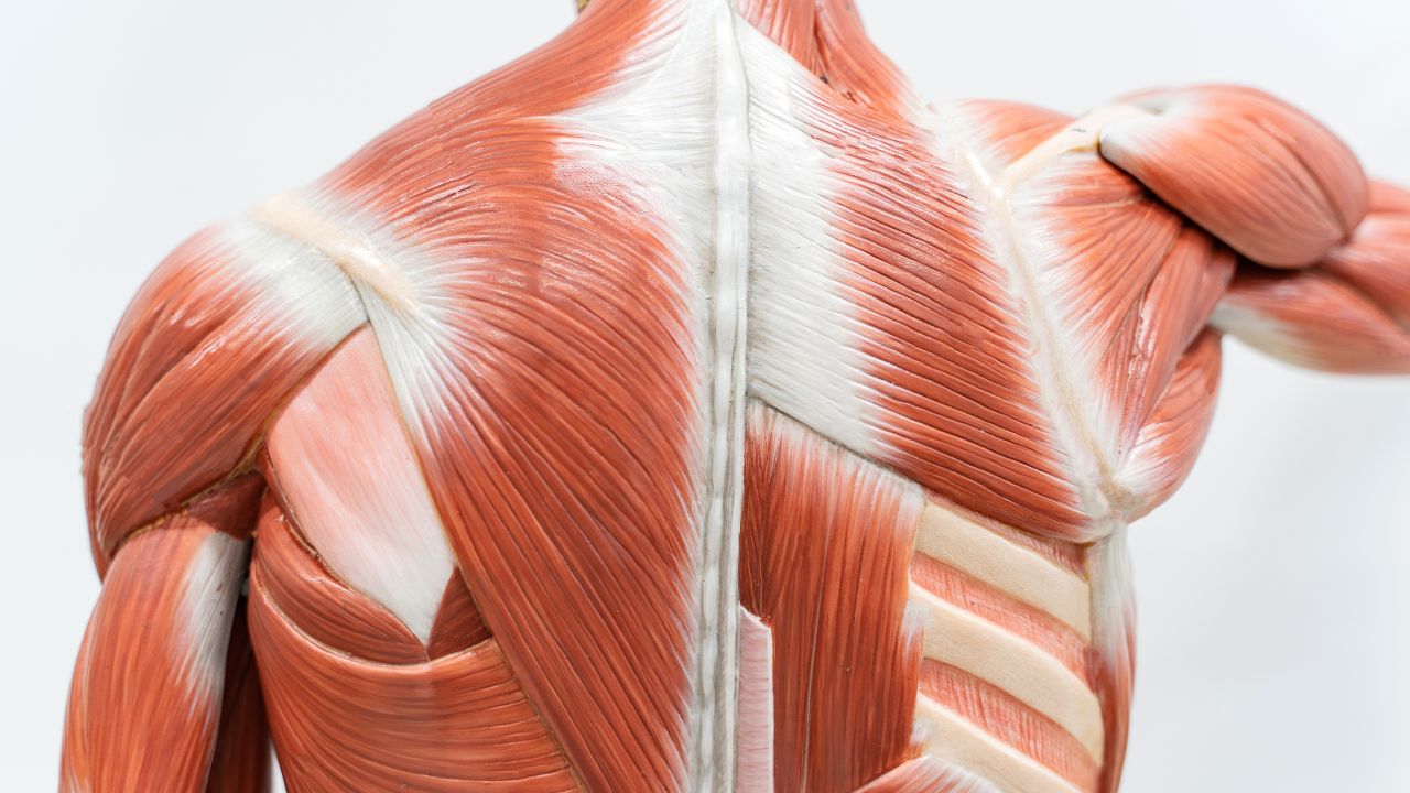 El Musculo: Anatomía, Función y Tipos