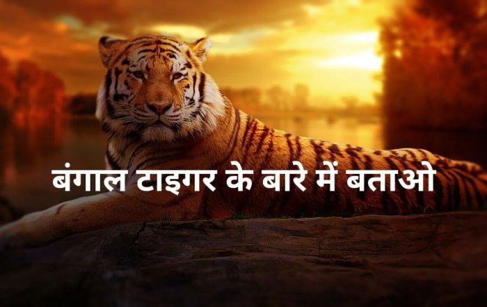 बंगाल टाइगर के बारे में बताओ